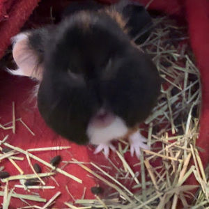 Meet your Posher, Rei